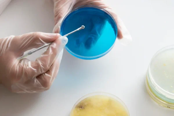 Scientist using inoculating loop with petri dish in microbiology lab.