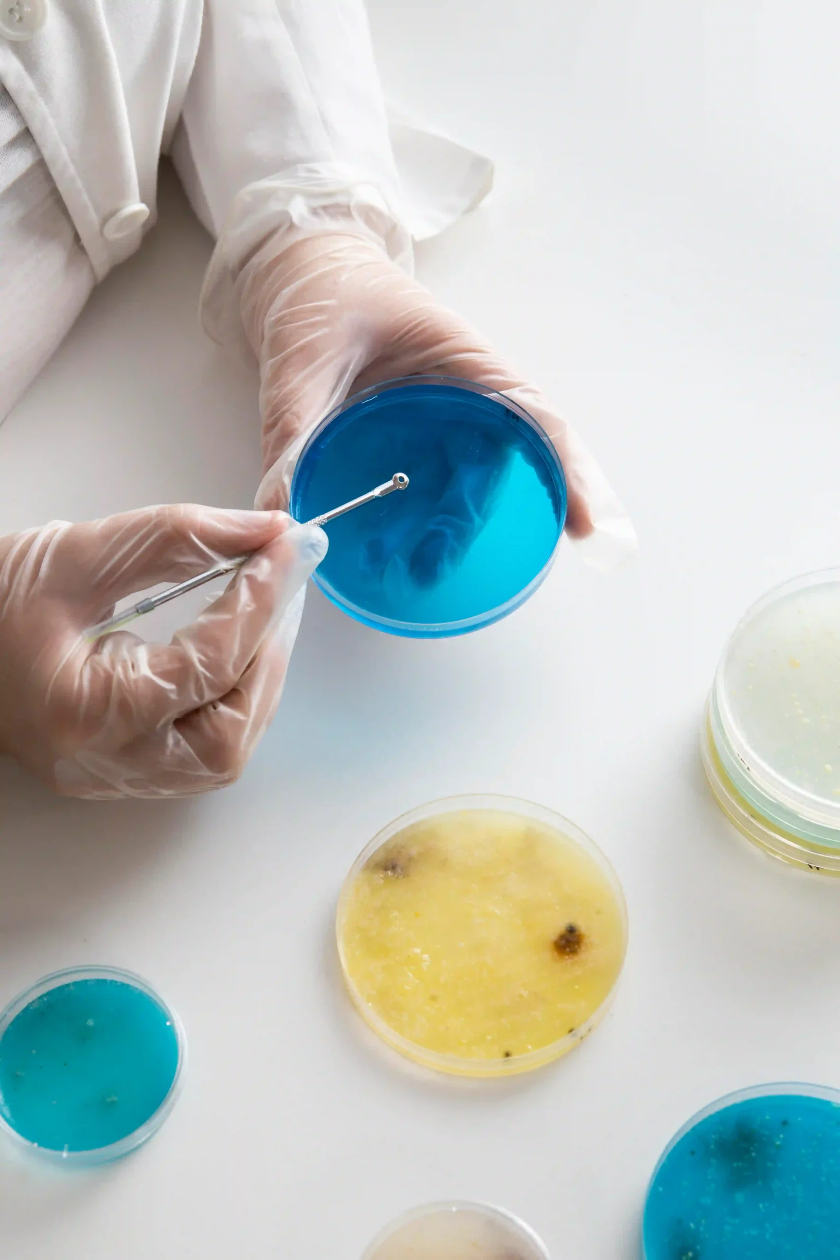 Scientist using inoculating loop with petri dish in microbiology lab.